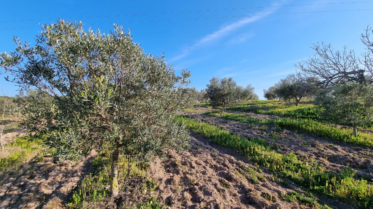 Korba Bou Lidine Terrain Terrain agricole Korba vnt senia agricole 1300 oliviers